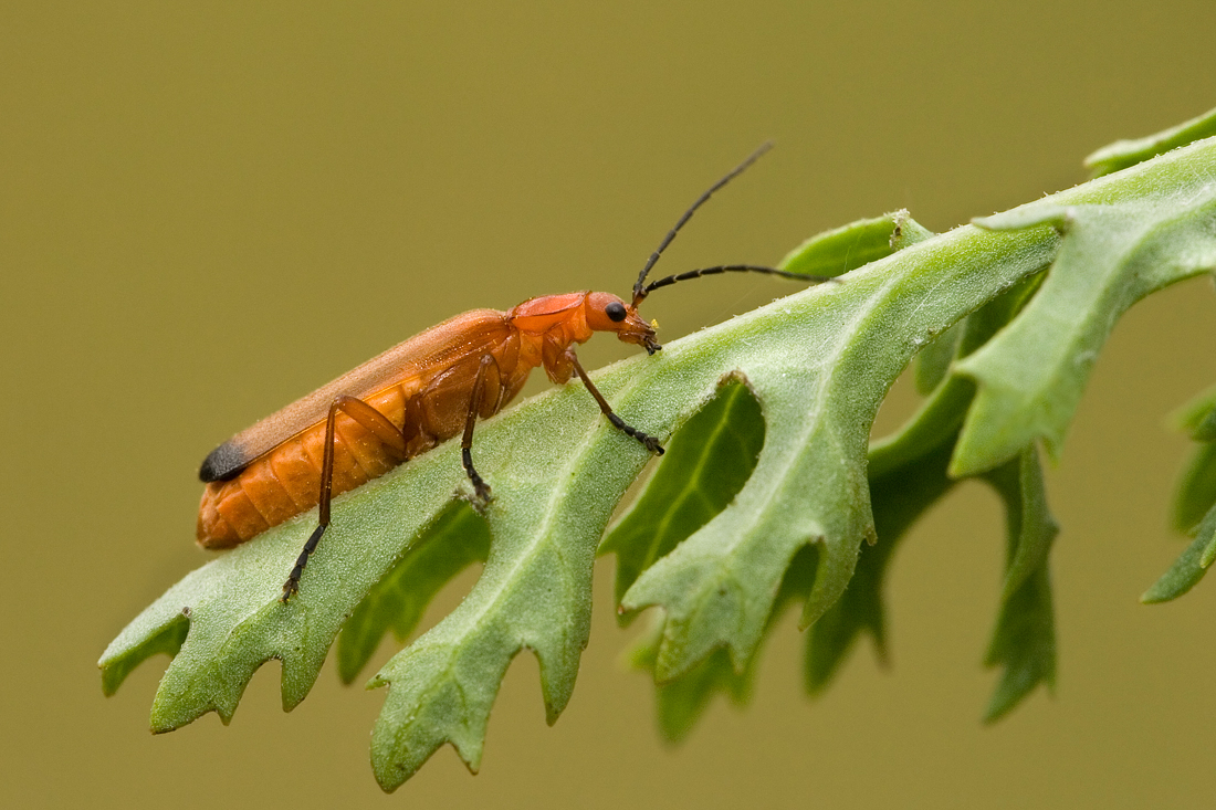 Common Red Soldier Beetle